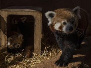 Sedih! Bayi Panda Ini Mati Usai Stres Akibat Ledakan Kembang Api Sedih! Bayi Panda Ini Mati Usai Stres Akibat Ledakan Kembang Api