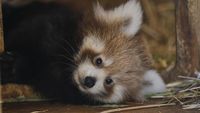 Bayi Panda Merah Langka Lahir di Yunani, Gemas Banget