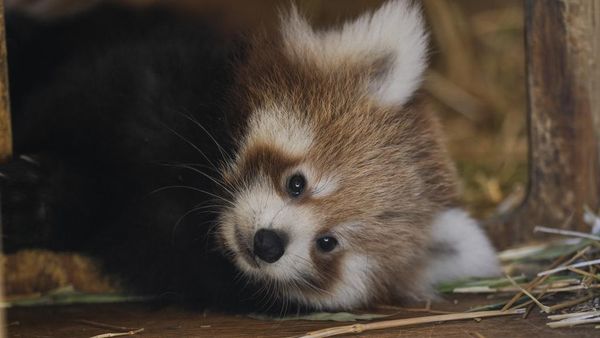 Bayi Panda Merah Langka Lahir di Yunani, Gemas Banget Bayi Panda Merah Langka Lahir di Yunani, Gemas Banget
