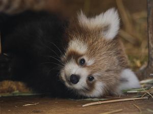 Bayi Panda Merah Langka Lahir di Yunani, Gemas Banget