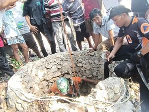 Sapi di Bone Jatuh ke Sumur Sedalam 10 Meter, BPBD Butuh 1 Jam Evakuasi