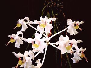 Hari Cinta Puspa dan Satwa 5 November, Simak Cara Merayakannya