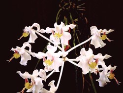 Hari Cinta Puspa dan Satwa 5 November, Simak Cara Merayakannya