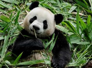 Panda Le Le di Singapura Siap-siap Pulang Kampung Panda Le Le di Singapura Siap-siap Pulang Kampung
