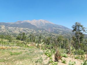 BTNGMb Jelaskan Dampak Kebakaran Hutan Gunung Merbabu
