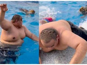 Heboh Harimau Nyemplung ke Kolam Renang, Pengunjung Buru-buru Kabur