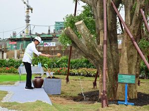 Jokowi Tanam Beringin Kembar di IKN: Simbol Keagungan