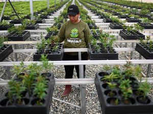 Melihat Bibit Tanaman untuk Hijaukan IKN di Persemaian Mentawir Melihat Bibit Tanaman untuk Hijaukan IKN di Persemaian Mentawir