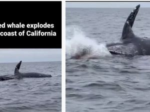 Viral Bangkai Paus Meledak di Laut Pasifik