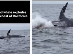 Viral Bangkai Paus Meledak di Laut Pasifik