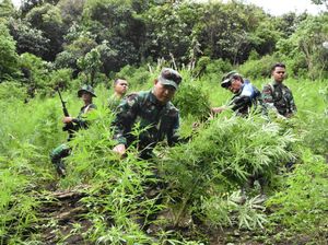 TNI Bakar 35 Ribu Pohon Ganja di Madina, Pemilik Lahan Belum Diketahui