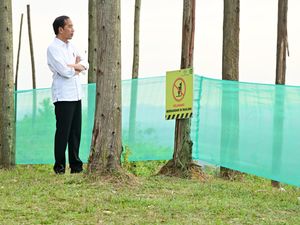 Hari Kedua di IKN, Jokowi Tinjau Pembangunan Istana-Groundbreaking RS