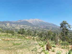 Usai 19 Jam Kebakaran di Hutan Gunung Merbabu Akhirnya Padam