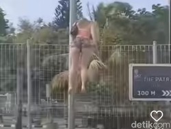 Viral Bule Nyasar, Ia Panjat Pagar Bandara Ngurah Rai