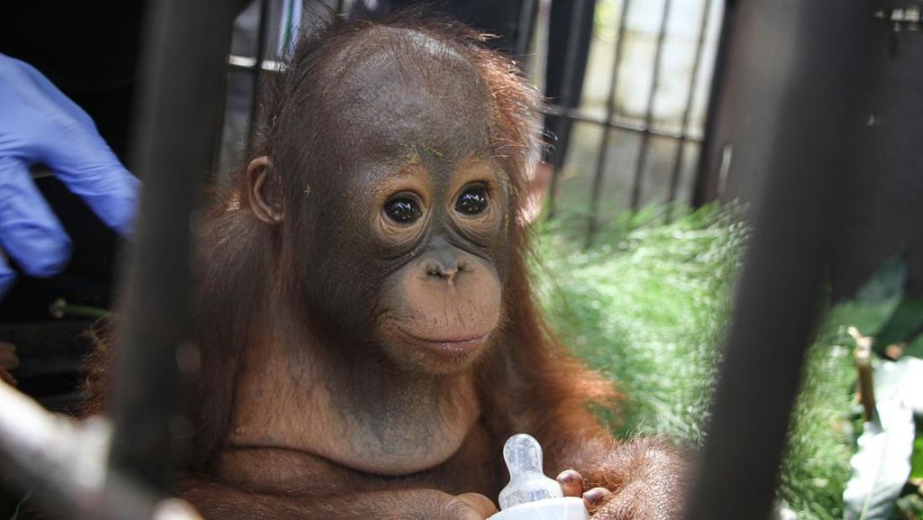 Potret Bayi Orangutan Hasil Tangkap Penyelundupan Potret Bayi Orangutan Hasil Tangkap Penyelundupan