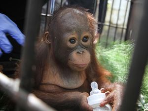 Menteri LHK Ungkap 64 Ribu Satwa Kunci Lahir di 2023: Badak Jawa-Orang Utan Menteri LHK Ungkap 64 Ribu Satwa Kunci Lahir di 2023: Badak Jawa-Orang Utan