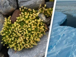 Bunga Bermekaran di Antartika, Tanda Bumi Dalam Kondisi Bahaya