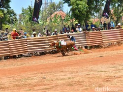 Bupati Fauzi Gelar Lomba Karapan Sapi Sebagai Wujud Pelestarian Budaya Madura