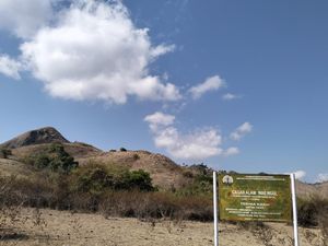 6 Komodo dari Taman Safari Bogor Dilepasliarkan di Wae Wuul Labuan Bajo