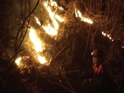 50 Hektare Lahan Hutan Perhutani di Klaten Dilalap Api, Begini Kondisinya