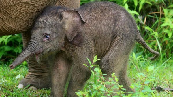 Adu Gemas Bayi-bayi Hewan, Pilih Jagoanmu!