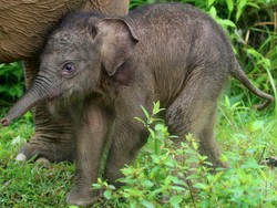 Hore! Bayi Gajah Lahir dengan Selamat di Aceh Barat