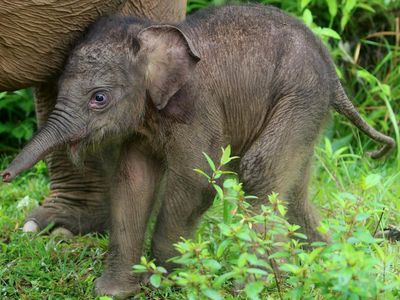 Adu Gemas Bayi-bayi Hewan, Pilih Jagoanmu!