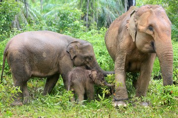 Pakai Tanaman, Begini Cara Gajah Mengobati Diri Sendiri dan Anaknya