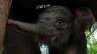 Potret Kelahiran Bayi Gajah Sumatera di Aceh Barat