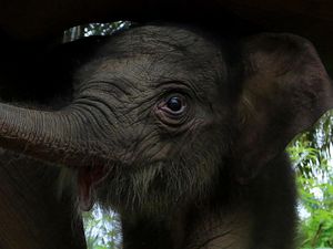 Potret Kelahiran Bayi Gajah Sumatera di Aceh Barat Potret Kelahiran Bayi Gajah Sumatera di Aceh Barat
