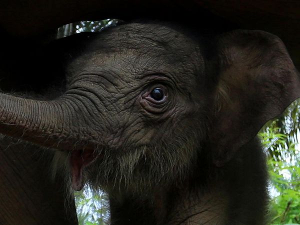 Potret Kelahiran Bayi Gajah Sumatera di Aceh Barat