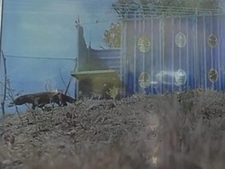 Viktor Laiskodat-Bupati Manggarai Barat Jadi Nama Komodo di Labuan Bajo