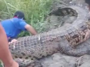 Seorang Pria Diterkam Buaya Saat Cari Kangkung Seorang Pria Diterkam Buaya Saat Cari Kangkung