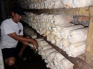 Kiat Cuan Budidaya Jamur di Daerah Panas