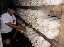 Kiat Cuan Budidaya Jamur di Daerah Panas