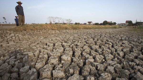 Lahan Tambak di Indramayu Kering Kerontang