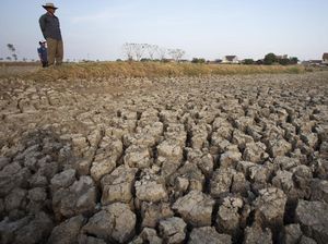 Lahan Tambak di Indramayu Kering Kerontang Lahan Tambak di Indramayu Kering Kerontang