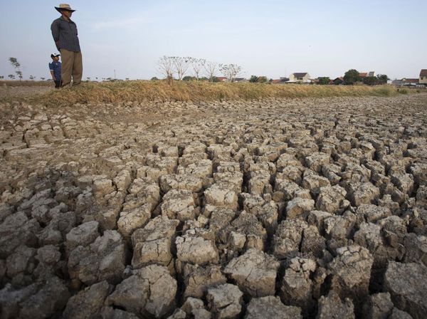 Lahan Tambak di Indramayu Kering Kerontang