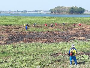 Duh! Seperempat Waduk Cengklik Boyolali Tertutup Eceng Gondok Duh! Seperempat Waduk Cengklik Boyolali Tertutup Eceng Gondok