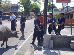 2 Kerbau Santuy Keluyuran di Jalan Bikin Macet Jalan di Klaten