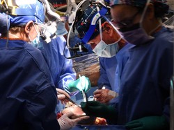 Penerimanya Meninggal, Kenapa Jantung Babi Dipilih untuk Cangkok ke Manusia?