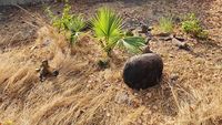 Potret Pelepasliaran 6 Komodo Taman Safari Bogor di Labuan Bajo