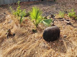 Potret Pelepasliaran 6 Komodo Taman Safari Bogor di Labuan Bajo