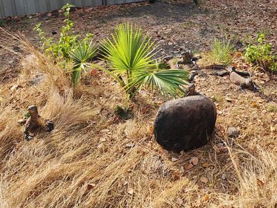 Potret Pelepasliaran 6 Komodo Taman Safari Bogor di Labuan Bajo