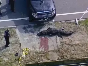 Ngeri, Aligator Raksasa Seret Mayat Manusia di Jalan! Ngeri, Aligator Raksasa Seret Mayat Manusia di Jalan!