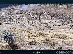 Sosok Putih Penyebab Kebakaran Gunung Gede Masih Bebas Berkeliaran