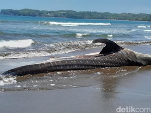 Hiu Naga Bentang Sepanjang 8 Meter Terdampar di Pangandaran