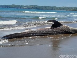 Hiu Naga Bentang Sepanjang 8 Meter Terdampar di Pangandaran