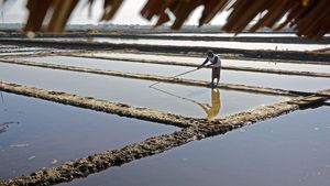 Kemarau Panjang Bikin Warga Maros Ubah Tambak Ikan Jadi Tambak Garam