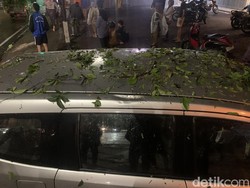 2 Mobil Penyok Tertimpa Pohon Tumbang di Medan, Pemilik Histeris